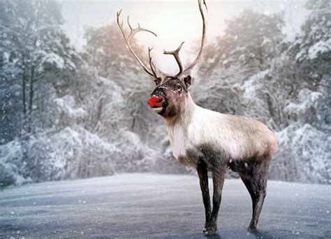 reindeer in real life